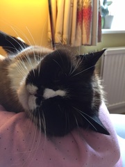 the paw - pictures