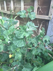 Please help me recognise these plants!