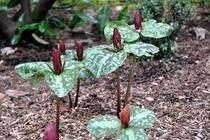 Shady characters - a permanent home for shade garden suggestions!