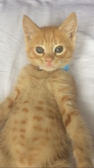 Today I brought home a kitten. DH not speaking to me (pics)