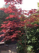 "in the midst of winter, I found there was within me, an invincible summer" Potting shed chat continues here