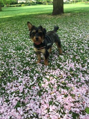 The kindest, most moral way to buy a puppy.