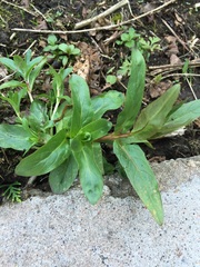 Are these weeds?