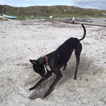 Dog friendly accommodation on Mull? How do I go about finding out about that??