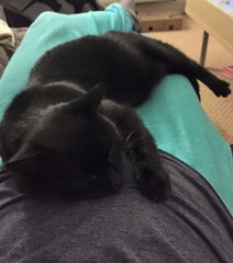Help settling in our rescue cat