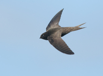 Had a lovely 30 minutes watching the birds in the front garden