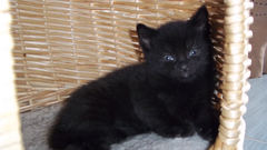 Help me name my kitten(s)