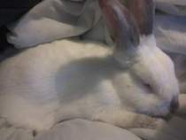 to be pissed off when people say ewwwww..........(Note from MNHQ: this is NOT a trigger warning, but just gently letting you know that this thread contains pics of pet rats)