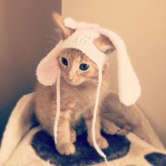 AIBU to make my ginger kitten look like a tiny lion? (pics)