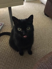 Ollie update