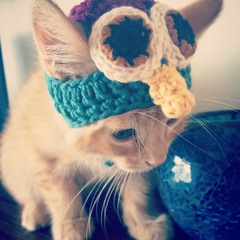 AIBU to make my ginger kitten look like a tiny lion? (pics)
