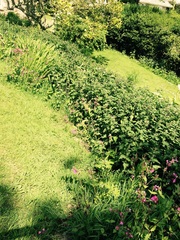 Overgrown nettles!
