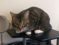 the paw - pictures