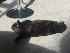 Rusty black cats