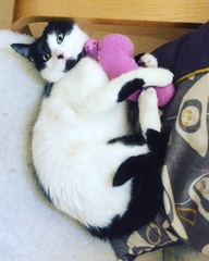 BiteyCat strikes again