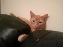 Today I brought home a kitten. DH not speaking to me (pics)