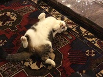 the paw - pictures