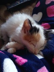 Kitten updates