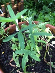 "in the midst of winter, I found there was within me, an invincible summer" Potting shed chat continues here