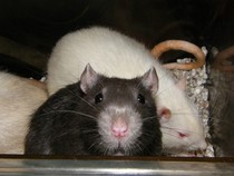 to be pissed off when people say ewwwww..........(Note from MNHQ: this is NOT a trigger warning, but just gently letting you know that this thread contains pics of pet rats)