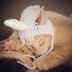 AIBU to make my ginger kitten look like a tiny lion? (pics)