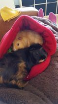 There are lots of new piggies on Small Pets- Welcome :)