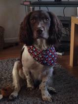 Find out what Mumsnetters thought of the Pedigree® Dog Food Range. £300 voucher prize draw for testers’ feedback. NOW CLOSED