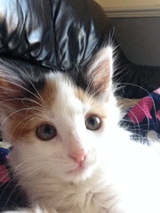 Cat selfie!