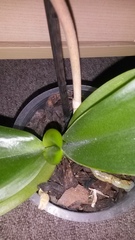 Orchid help!