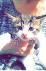 Today I brought home a kitten. DH not speaking to me (pics)