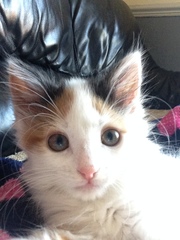 Cat selfie!
