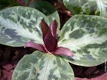 Shady characters - a permanent home for shade garden suggestions!