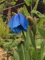 "in the midst of winter, I found there was within me, an invincible summer" Potting shed chat continues here