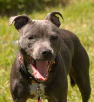 Would you be offended by someone not trusting your dog?