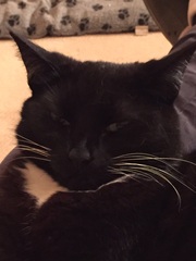 the paw - pictures