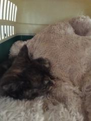 New kittens not eating
