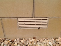 To let bees nest under our house?