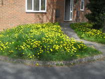Dandelions everywhere