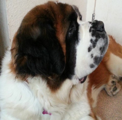 St bernard