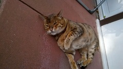 Bengal cat: AIBU?