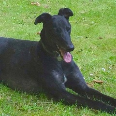 Tell me about your greyhounds!