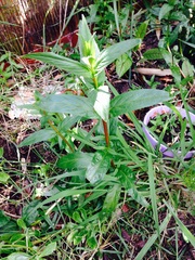 is this persistent weed something to worry about?