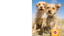 Doggie nutrition and well being Q&A - chance to win £100 ANSWERS NOW BACK