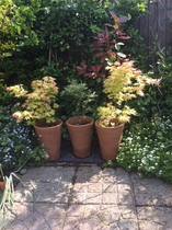 "in the midst of winter, I found there was within me, an invincible summer" Potting shed chat continues here