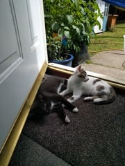 the paw - pictures