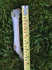 With a human skull in the garden?