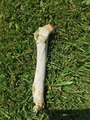 With a human skull in the garden?