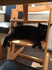 Rusty black cats