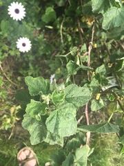 Please help me recognise these plants!