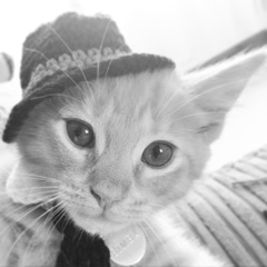 AIBU to make my ginger kitten look like a tiny lion? (pics)